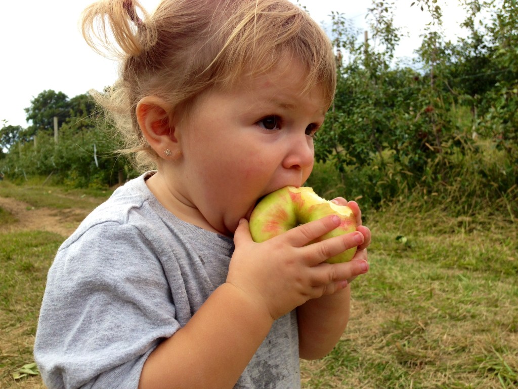apple picking 