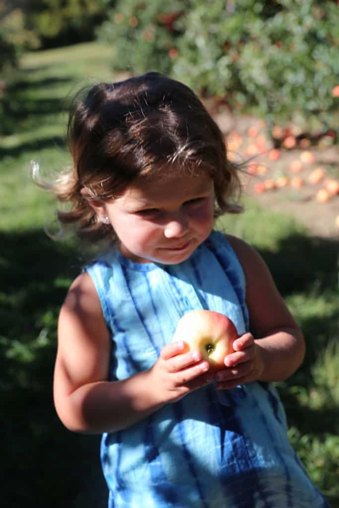 Apple Picking At Longmeadow Farm