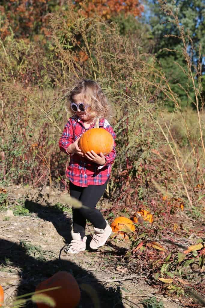Pumpkin Picking At Stuart's Farm