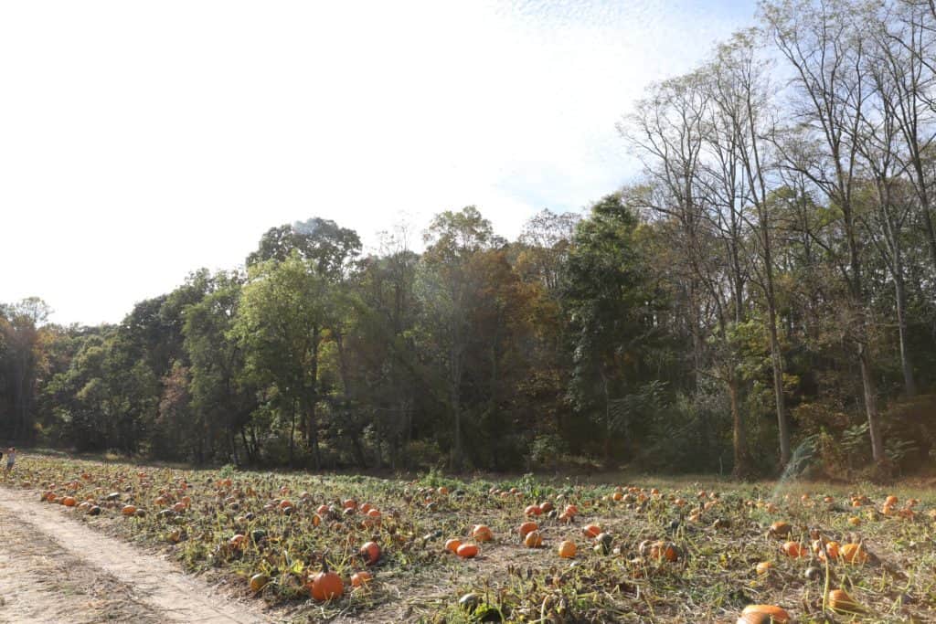 Apple and Pumpkin Picking at Longmeadow Farm