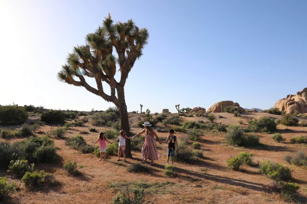 Family Vacation At Joshua Tree | Stroller In The City