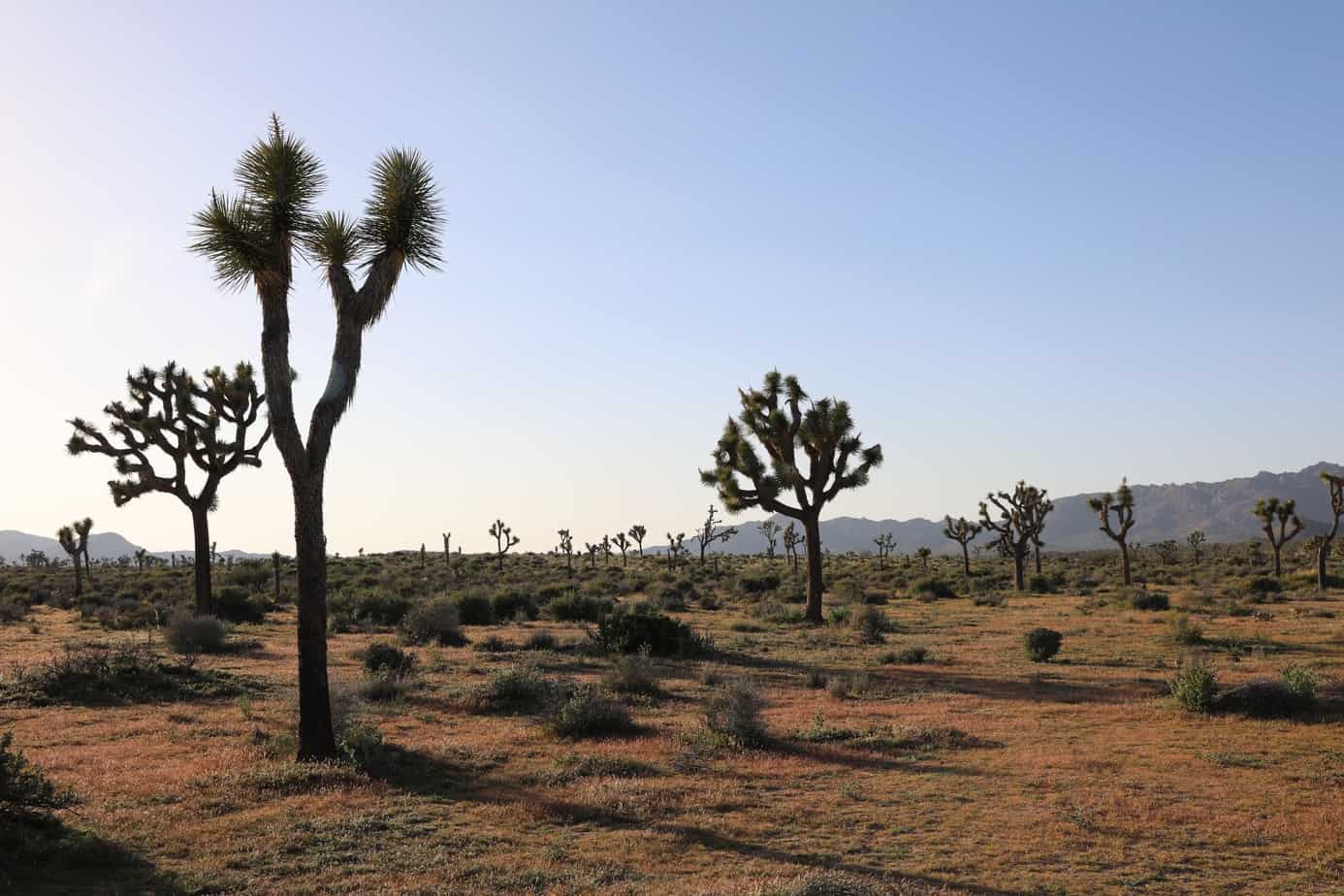 Family Vacation At Joshua Tree National Park | Stroller in the City