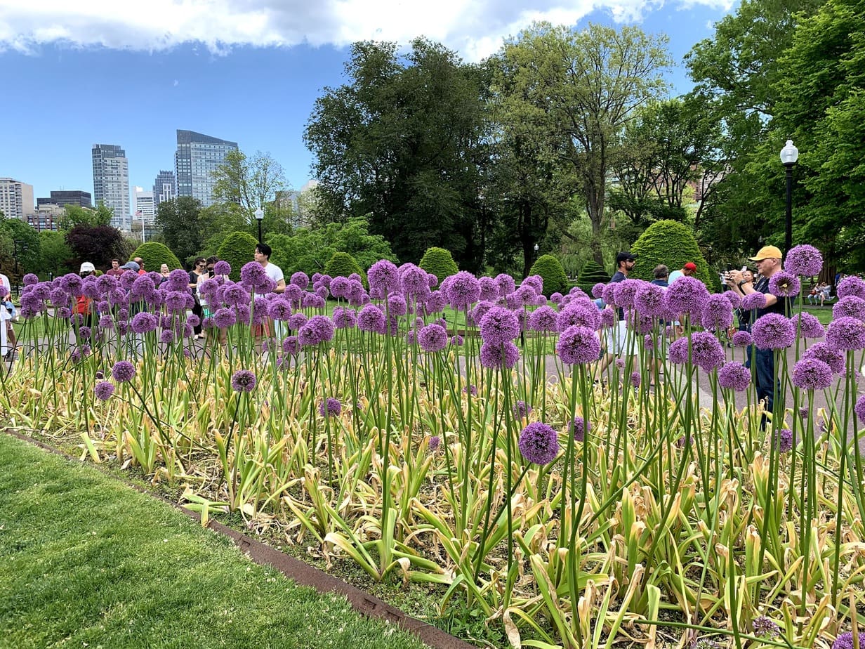 Flowers in Boston Public Gardens