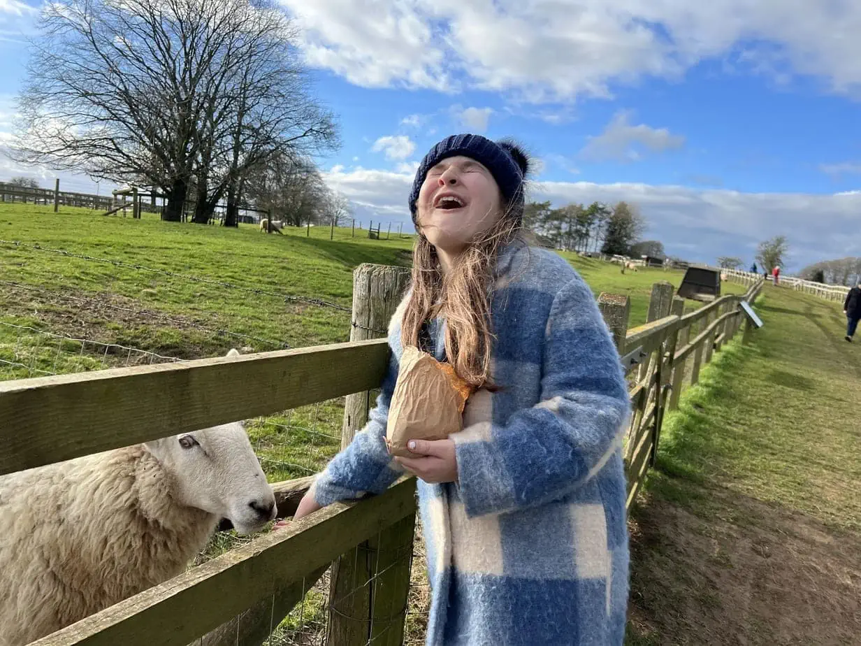 Daughter laughing while feeding sheep at Cotswolds Farm park 
