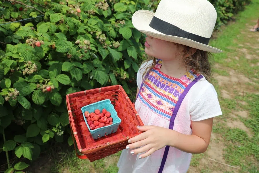 berry picking