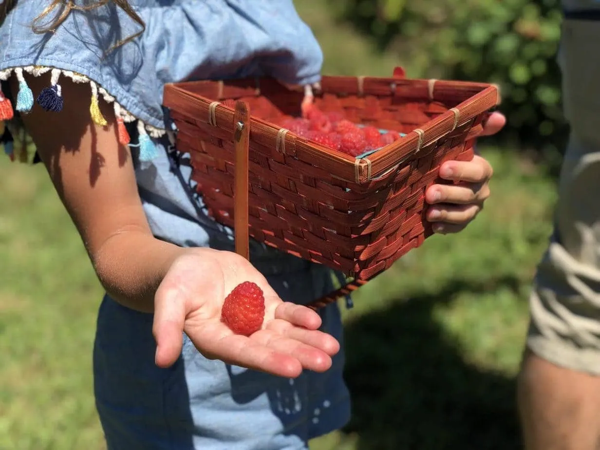 berry picking