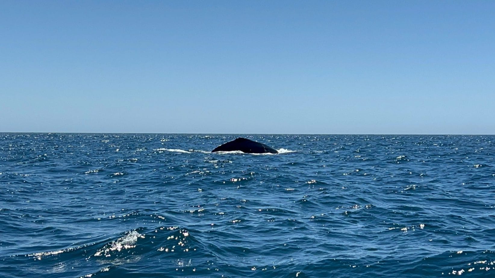 Glimpse of whale in ocean