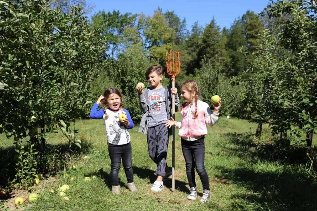 Children apple picking at Milk Pail Farm 