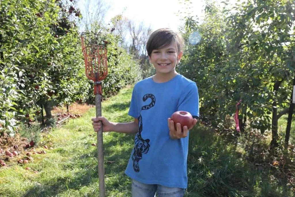 young boy holding out apple while apple picking with family