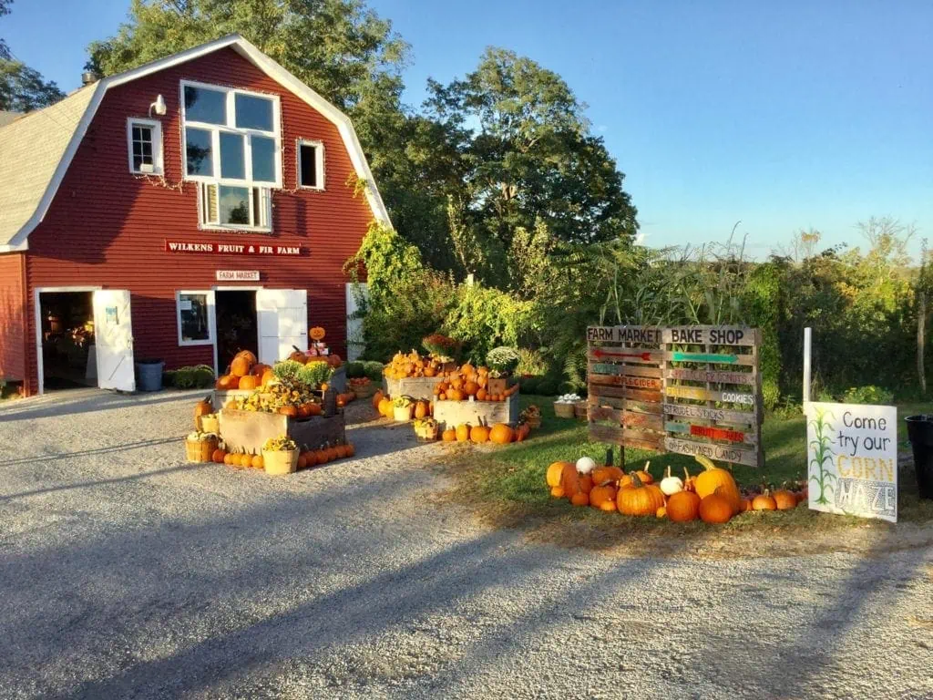 Barn and pumpkins at Wilkens Fruit and Fir Farms 