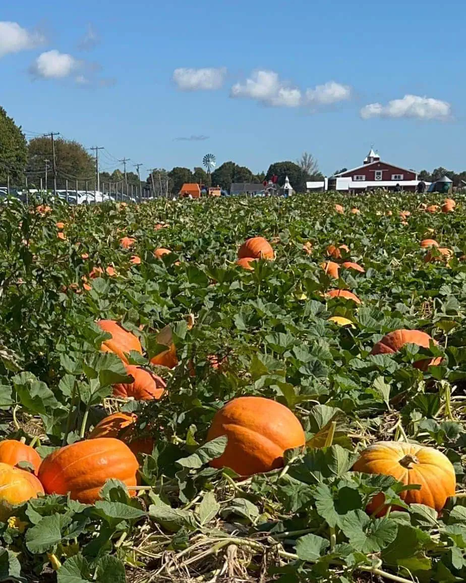 pumpkin patch near nyc