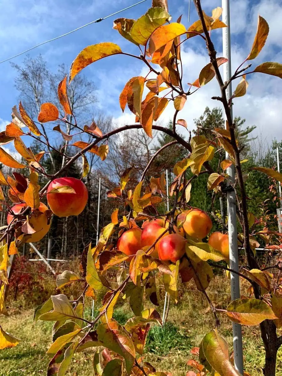 travel to the adirondacks